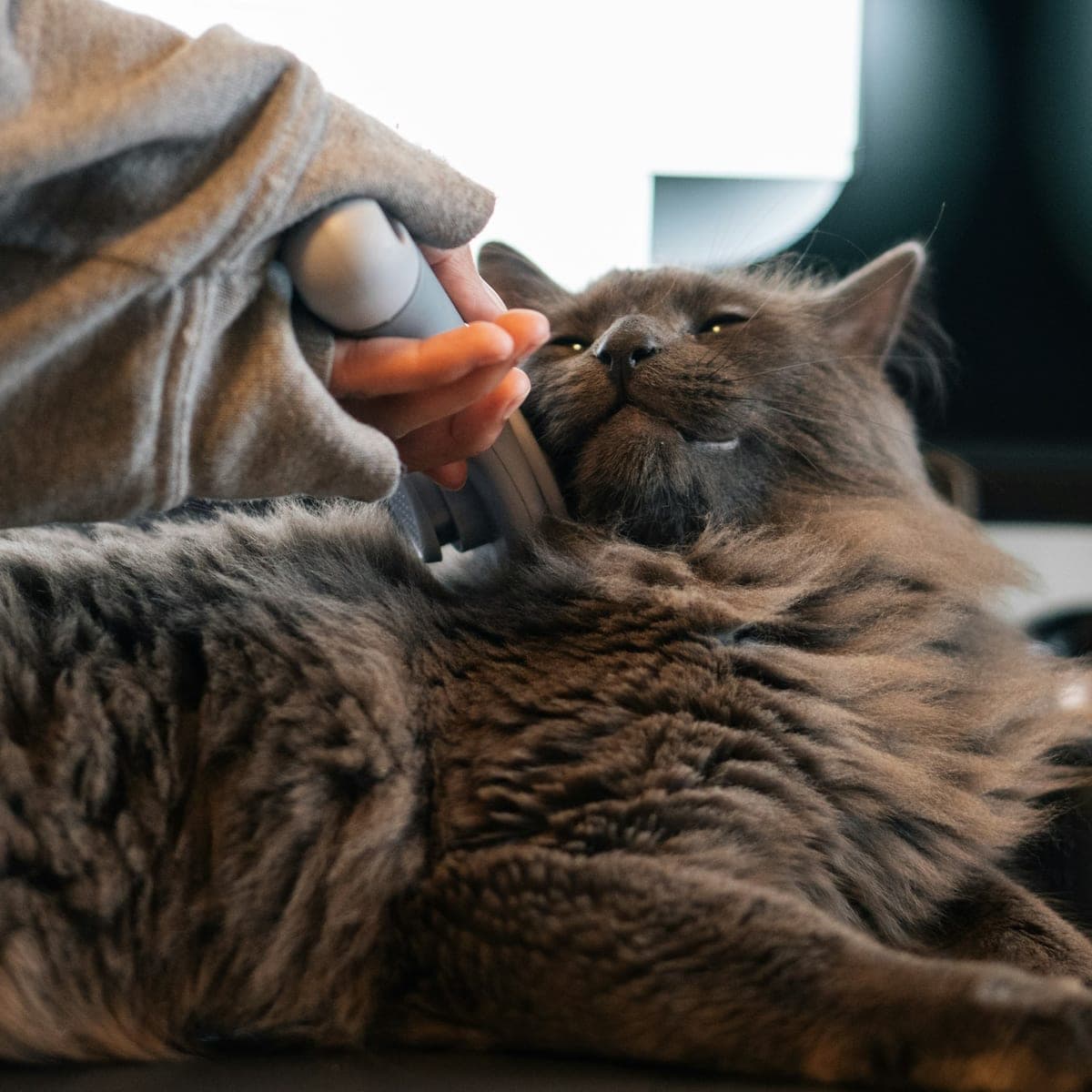 A long-haired grey cat being brushed by its owner