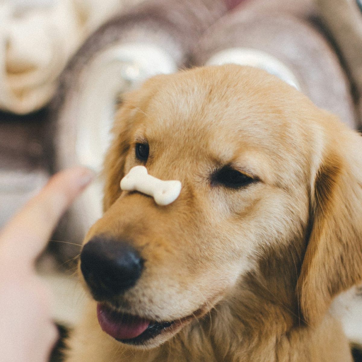 A golden retriever balancing a bone-shaped biscuit on its nose